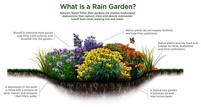 Rain Gardens Rain Gardens