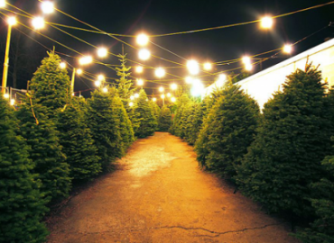 Annunciation Christmas Tree Lot