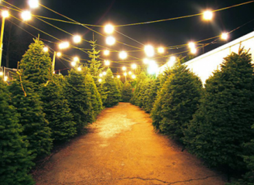 Annunciation Christmas Tree Lot