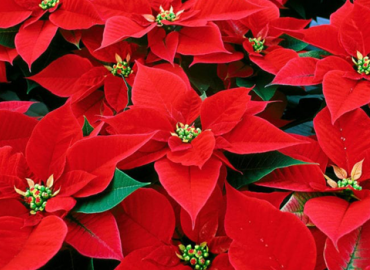 Holiday Plant Sale