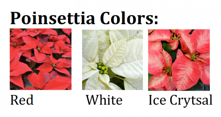 Poinsettia.png